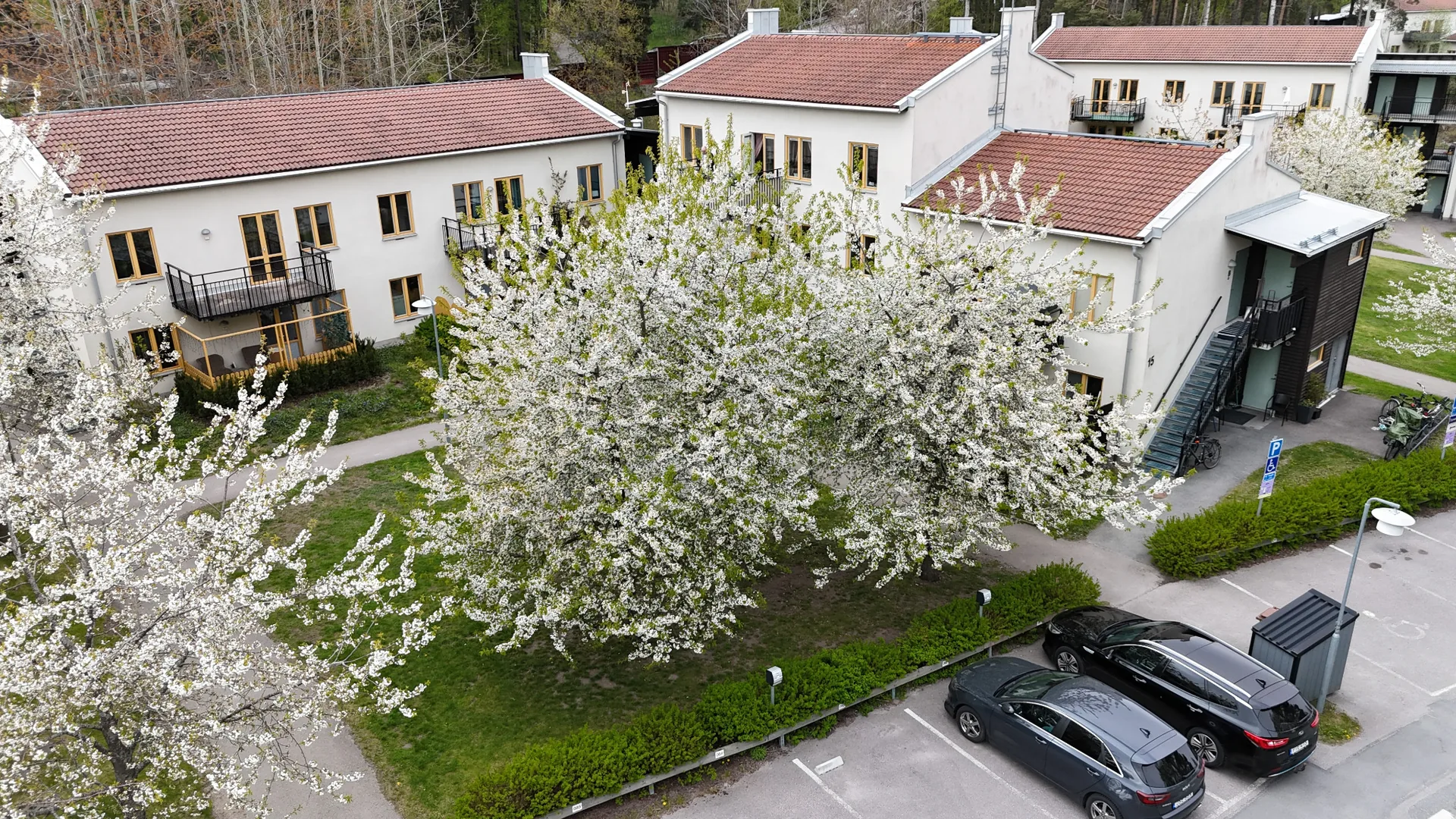 Svartviksbacken i vårblomning